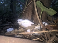 Tyromyces chioneus