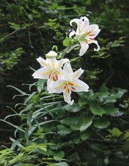 Lilium auratum