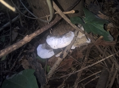 Tyromyces chioneus