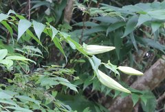 Lilium auratum