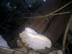 Tyromyces chioneus