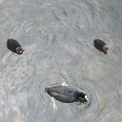 Fulica atra