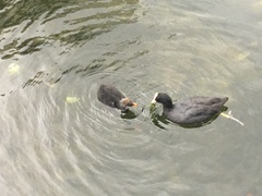 Fulica atra