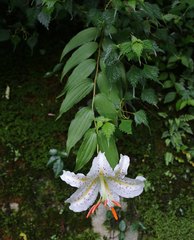 Lilium auratum
