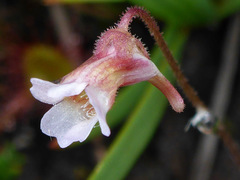 Pinguicula lusitanica
