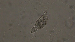 Lacrymaria olor