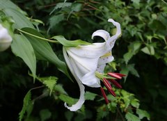 Lilium auratum