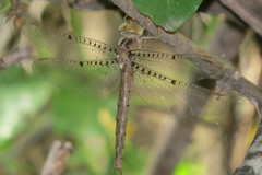 Neurocordulia molesta