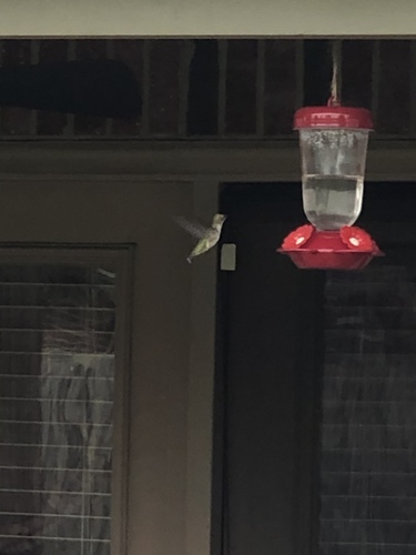 Ruby-throated Hummingbird photographed in Arkansas
