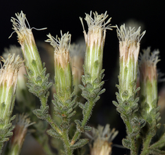 Brickellia microphylla microphylla