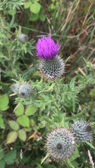 Cirsium vulgare