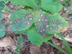 Cystiphora canadensis