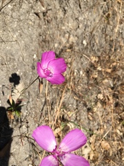 Clarkia lewisii