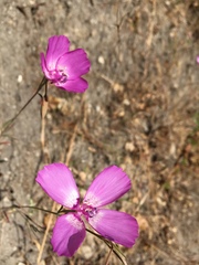 Clarkia lewisii