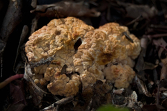 Daleomyces phillipsii