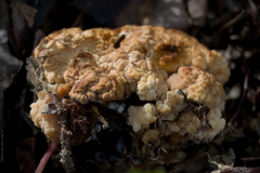 Daleomyces phillipsii