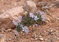 Eriastrum eremicum eremicum