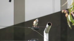 Zonotrichia capensis