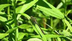 Ophiogomphus carolus