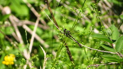 Ophiogomphus carolus