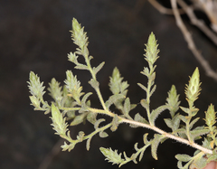 Brickellia microphylla microphylla