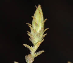 Brickellia microphylla microphylla