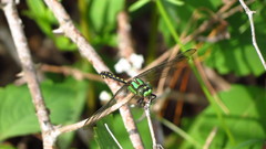 Ophiogomphus carolus