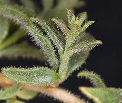 Brickellia microphylla microphylla