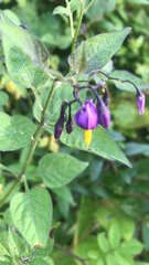 Solanum dulcamara