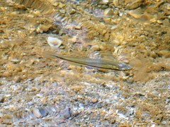 Fundulus olivaceus