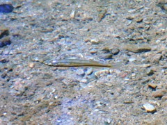 Fundulus olivaceus
