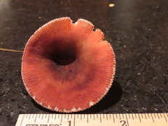Russula silvicola