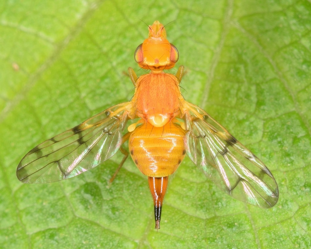 Rhynencina longirostris
