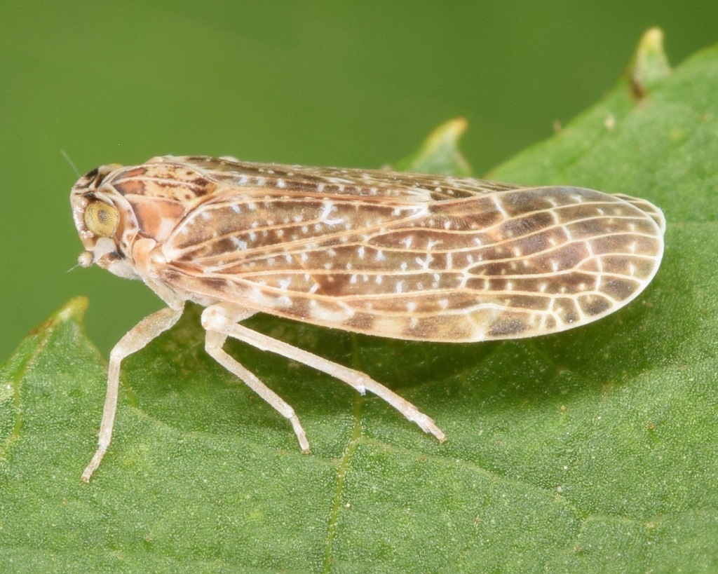 Synecdoche grisea