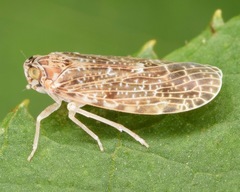 Synecdoche grisea