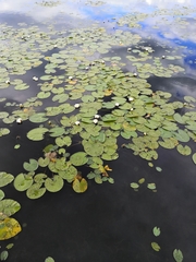 Nymphaea candida