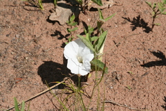 Calystegia spithamaea