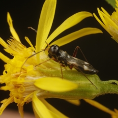 Globiceps flavomaculatus