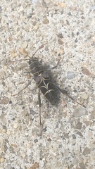 Neoclytus scutellaris