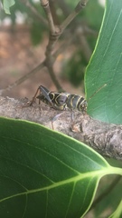 Neoclytus scutellaris