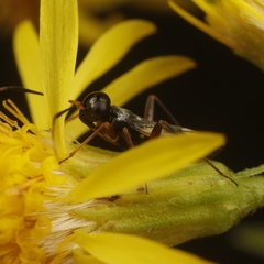 Globiceps flavomaculatus