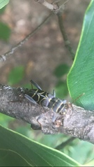 Neoclytus scutellaris