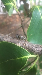 Neoclytus scutellaris