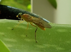 Ptecticus trivittatus