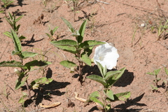 Calystegia spithamaea