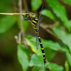 Cordulegaster erronea