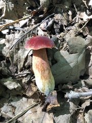 Xerocomus sclerotiorum