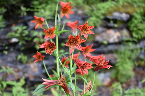 Lilium grayi S.Watson