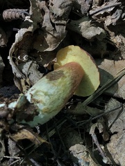 Xerocomus sclerotiorum