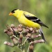 American Goldfinch - Photo no rights reserved, uploaded by Glenn Berry